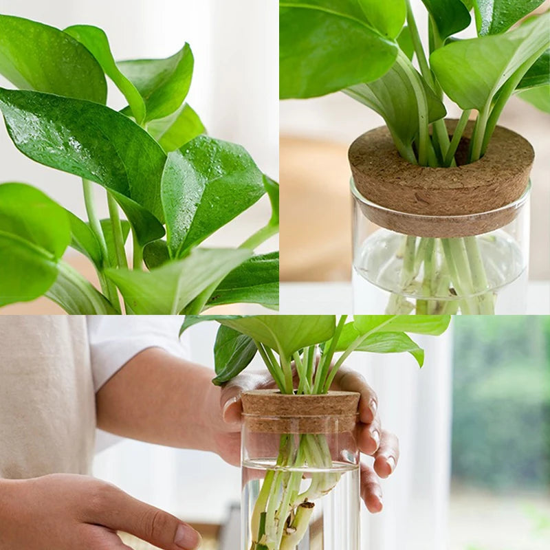 Vaso Hidropônico de Vidro para Decoração