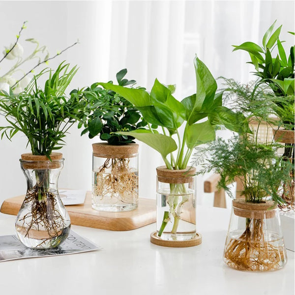 Vaso Decorativo de Vidro para Plantas